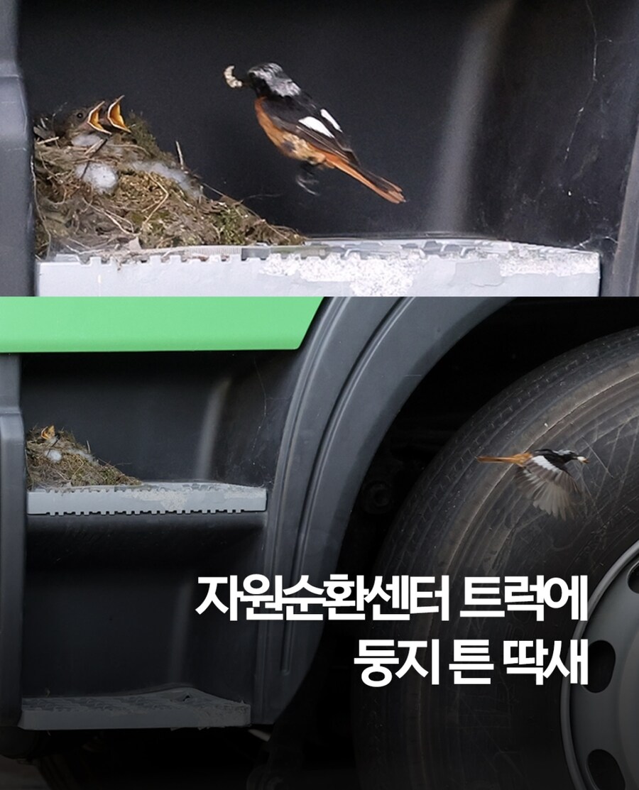 트럭에 둥지튼 새_1.jpg