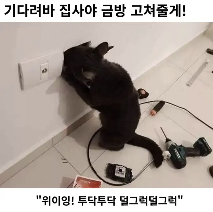 집사를 위해 움직이는 고양이_1.jpg