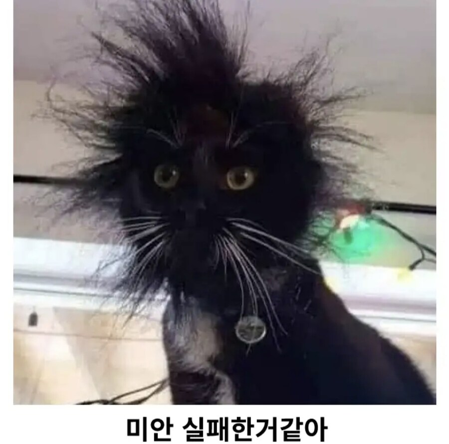 집사를 위해 움직이는 고양이_2.jpg