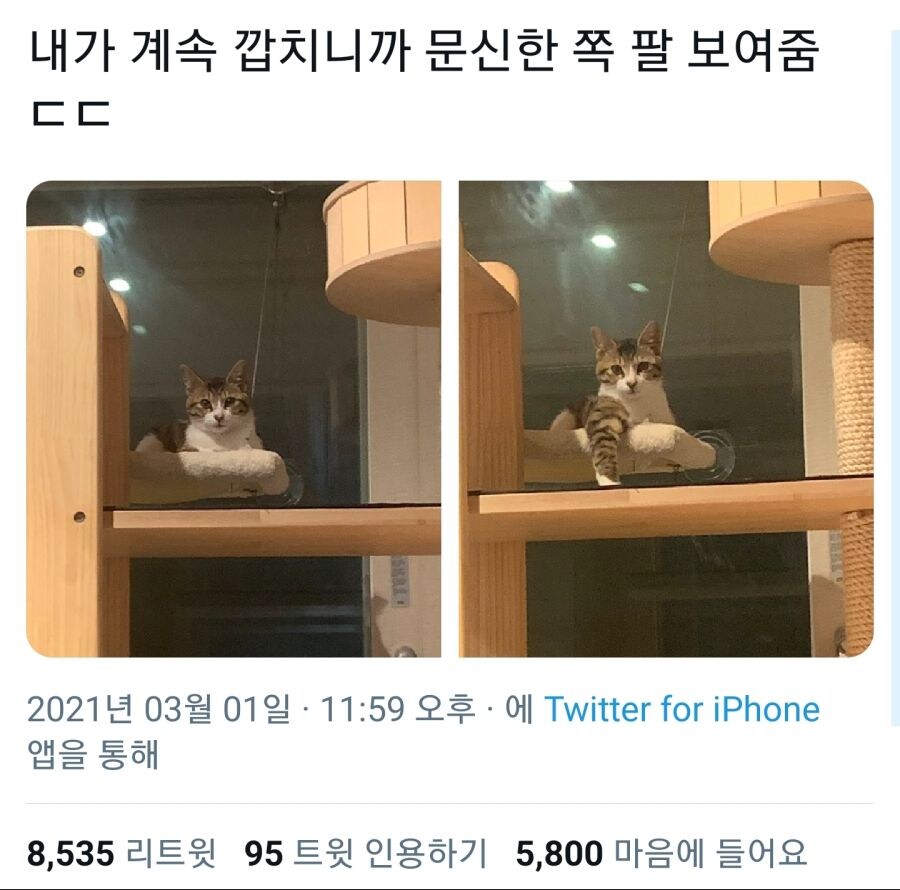 고양이가 냥아치인 이유_1.jpg