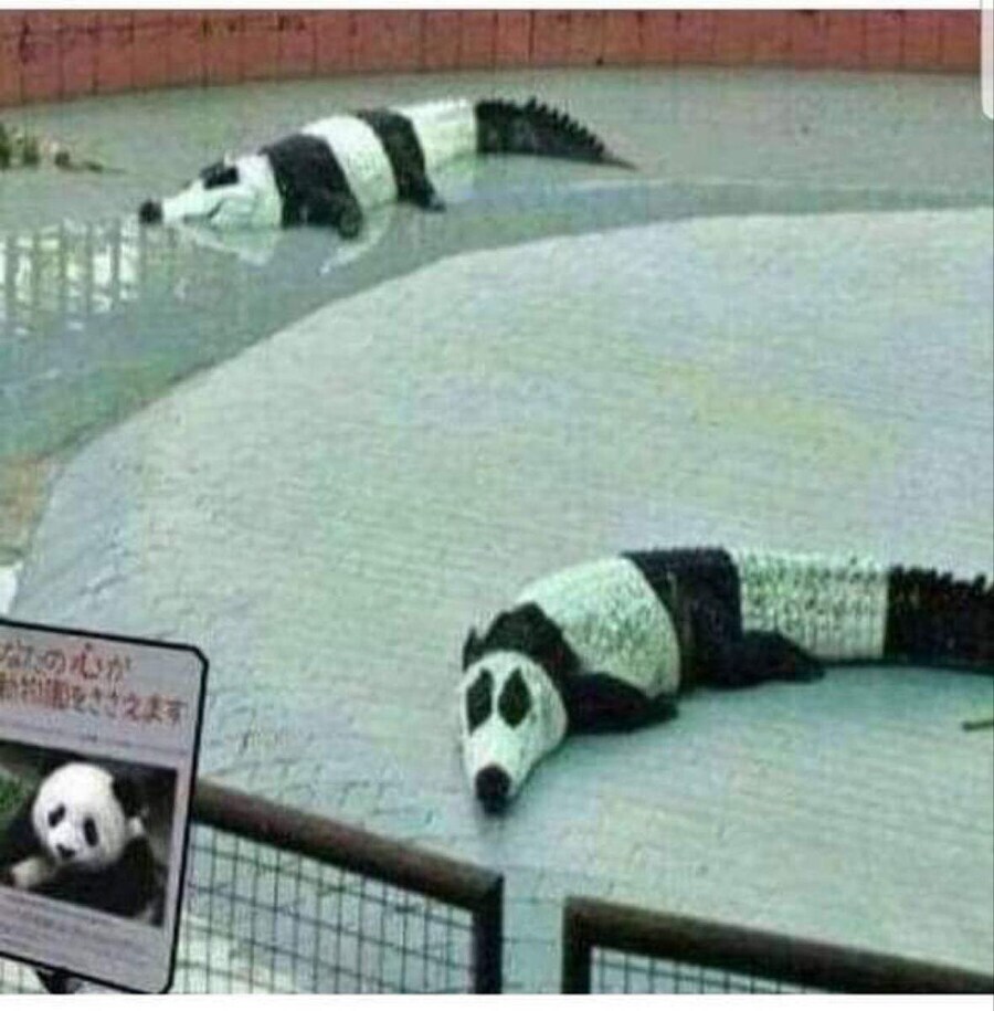 니 이름은 지금부터 판다여~_1.jpg