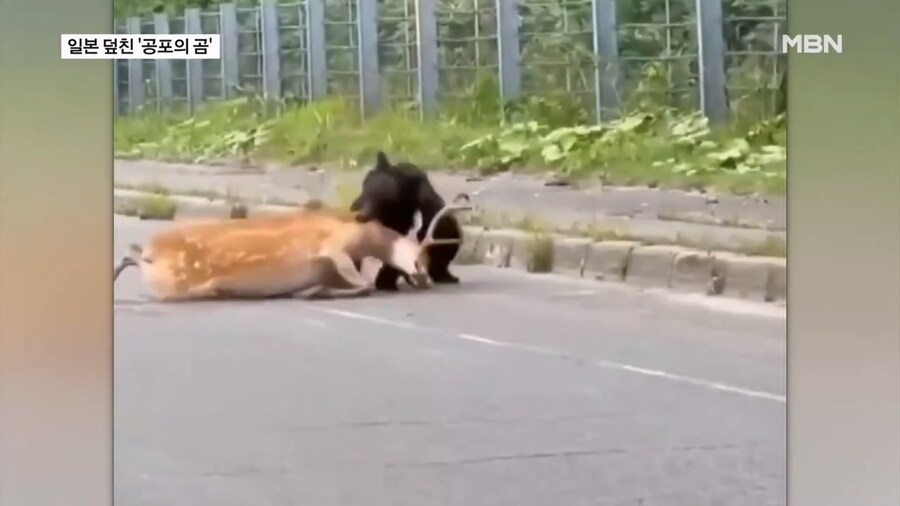 일본 곰 보험 상품 등장_1.jpg