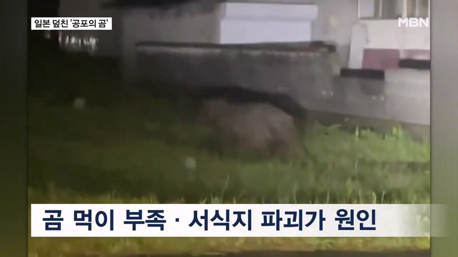 일본 곰 보험 상품 등장_5.jpg