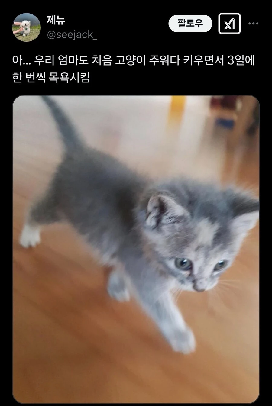 강아지 처음 키워본 우리 엄마._6.webp