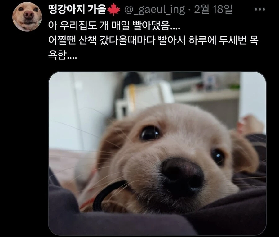 강아지 처음 키워본 우리 엄마._7.webp