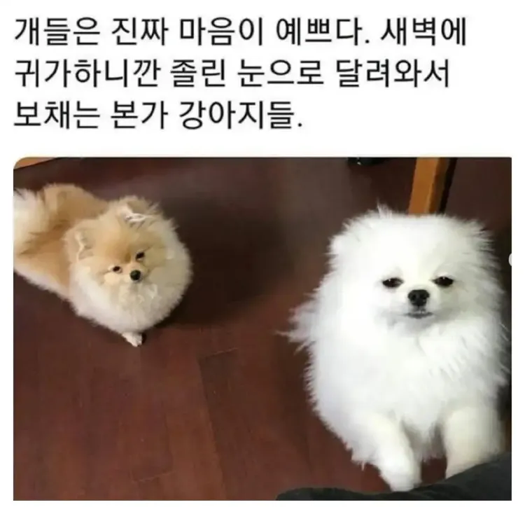 개들은 진짜 마음이 예쁘다._1.webp