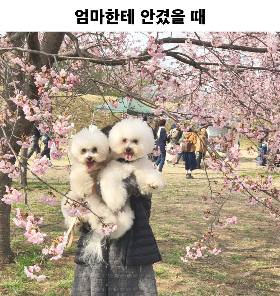 아 엄마가 좋은데, 대놓고 티를 내야하나..._1.jpg
