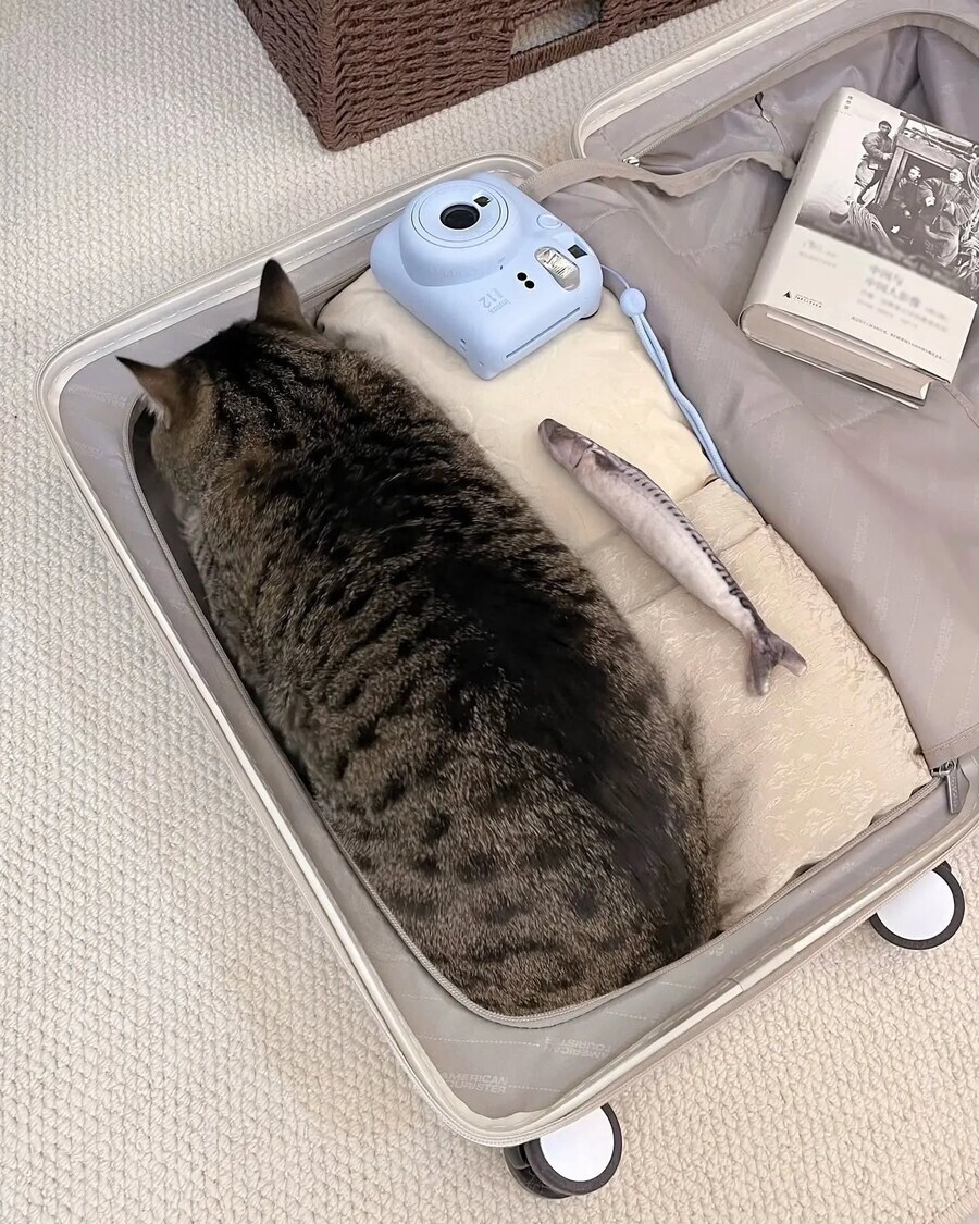 여행준비를 마친 고양이_1.jpg