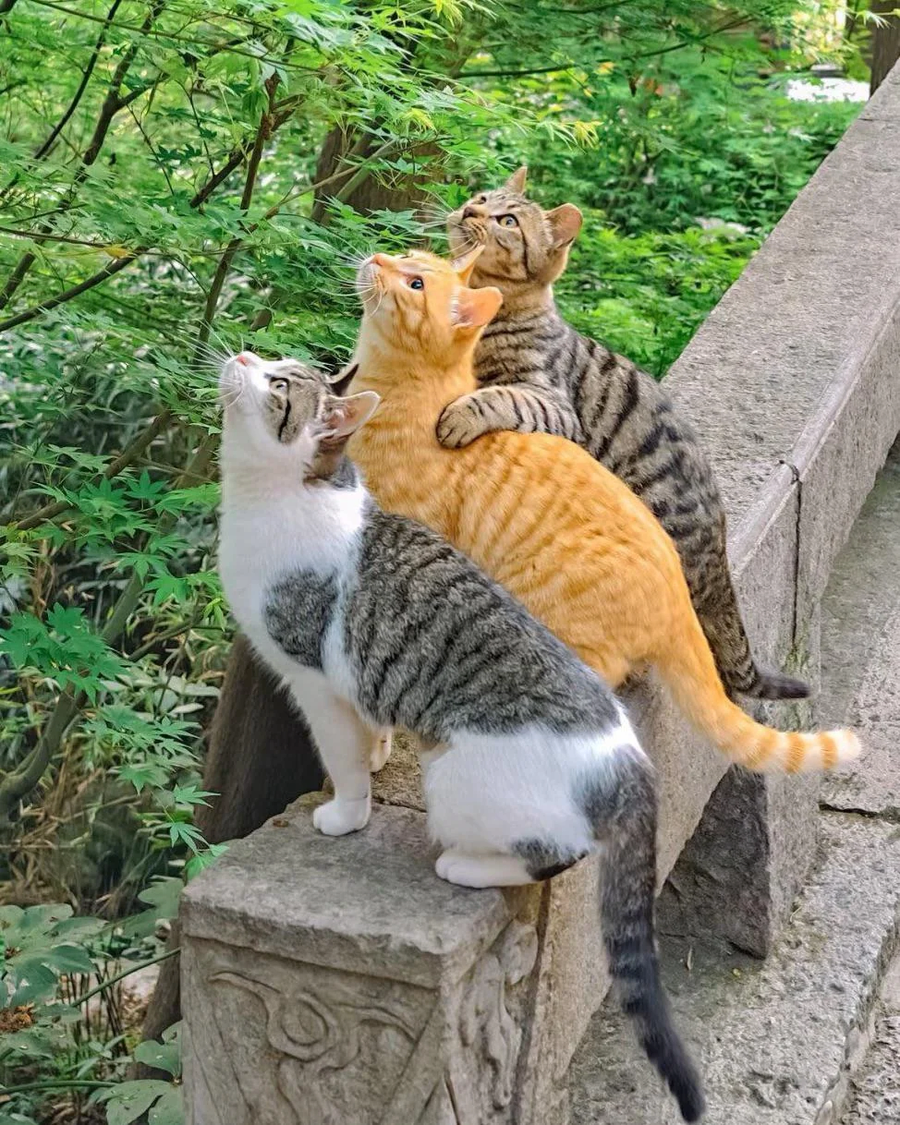 새를 보는 고양이들_1.webp