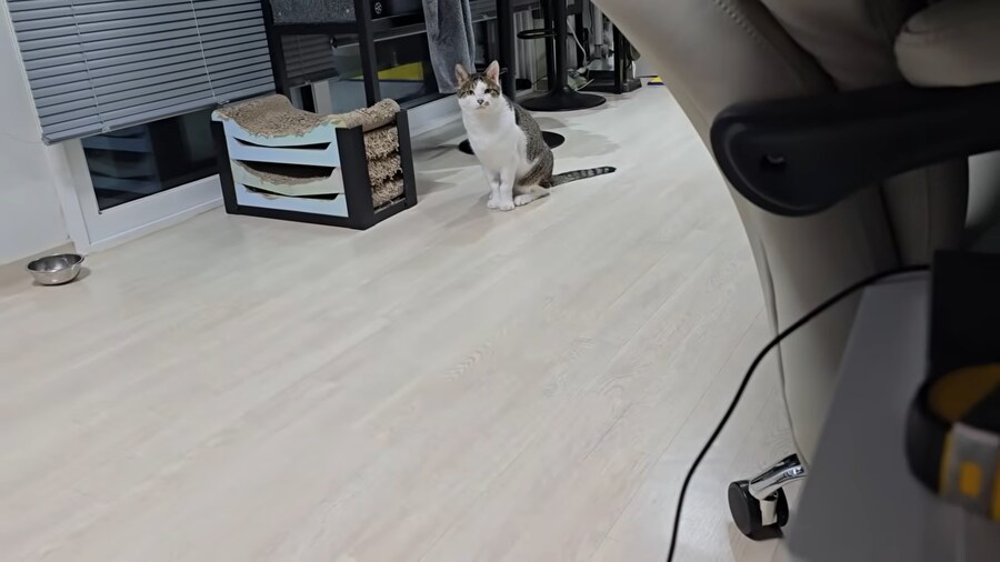 ??? : 집사야?_1.png