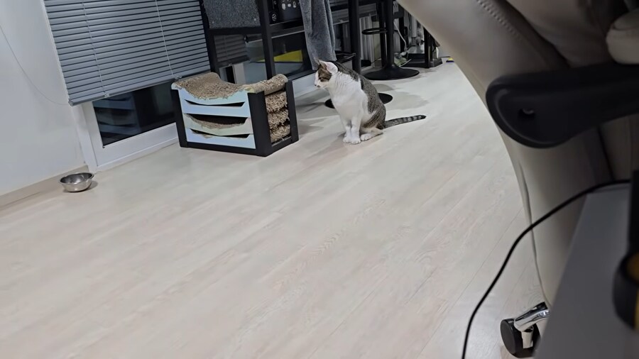 ??? : 집사야?_3.png