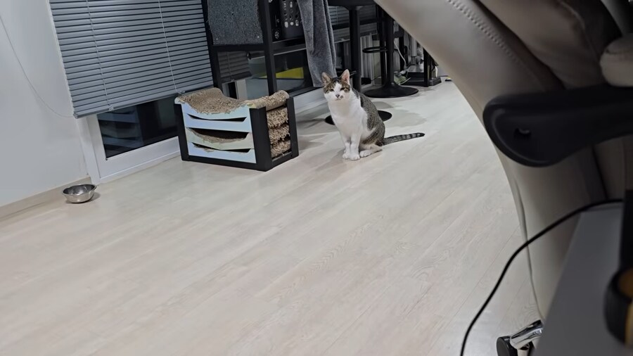??? : 집사야?_5.png