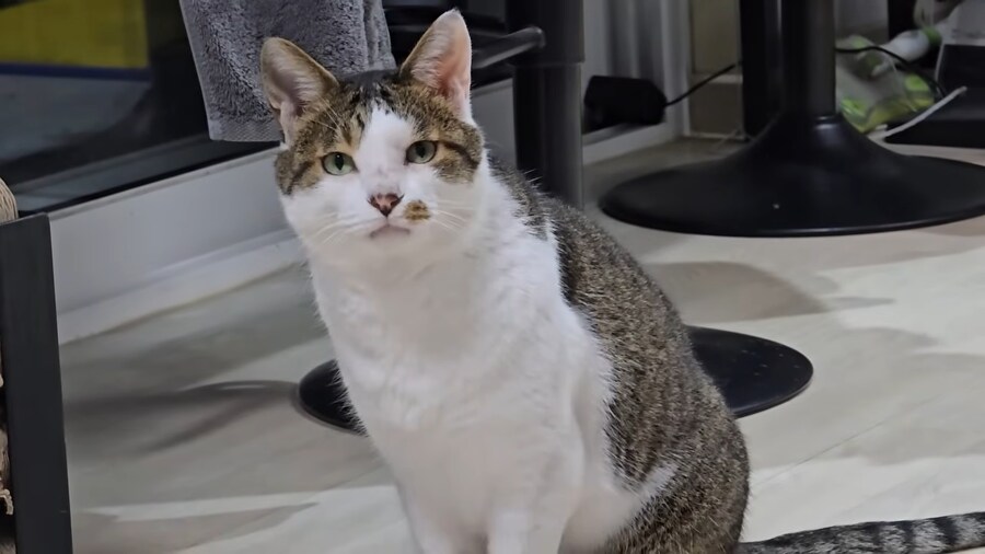 ??? : 집사야?_6.png