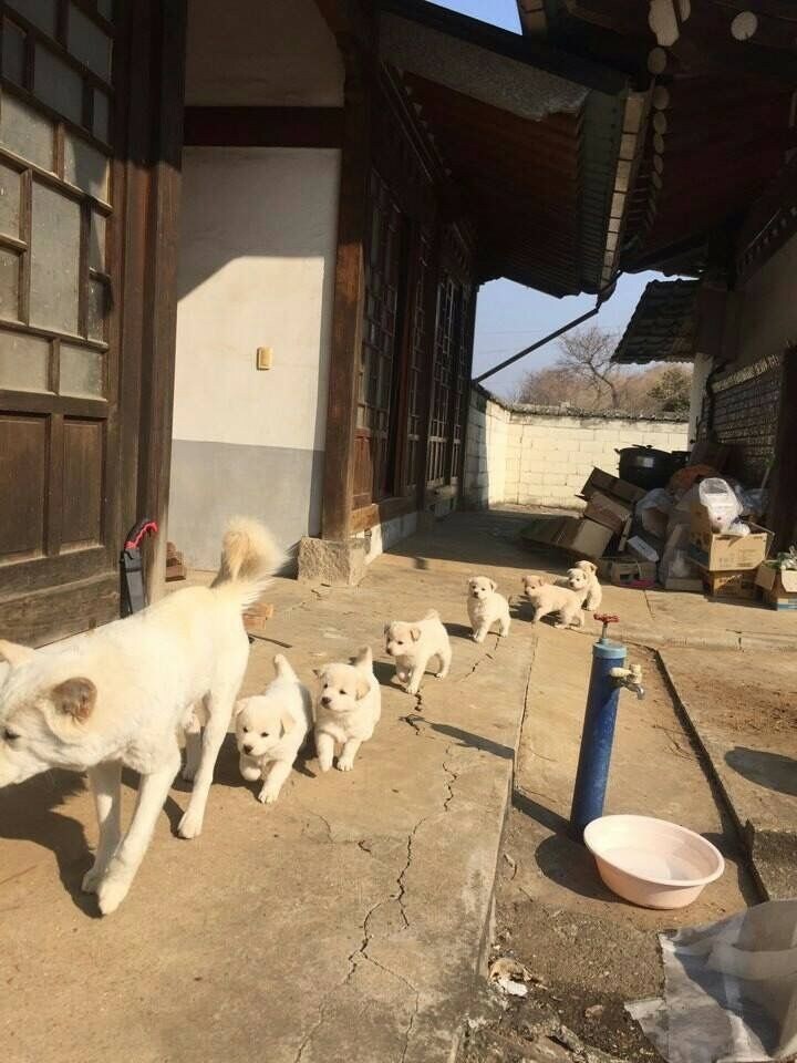 꼬순내 폴폴나는 시고르자브 기차_1.jpg