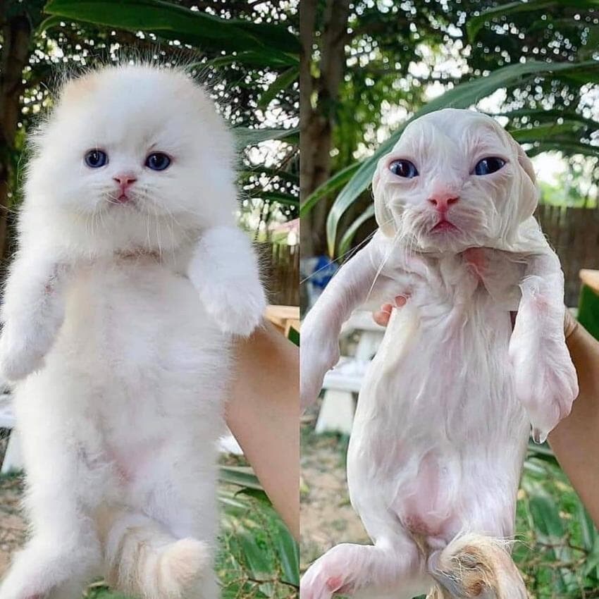 고양이 목욕 전&후_1.jpg