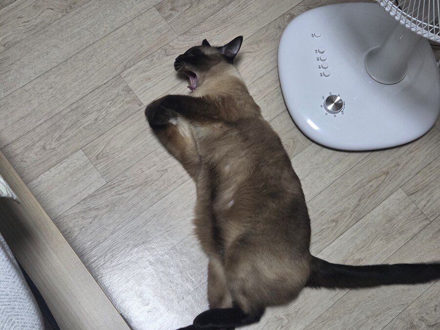 샴고양이가 귀여운 척 한다..._5.jpg