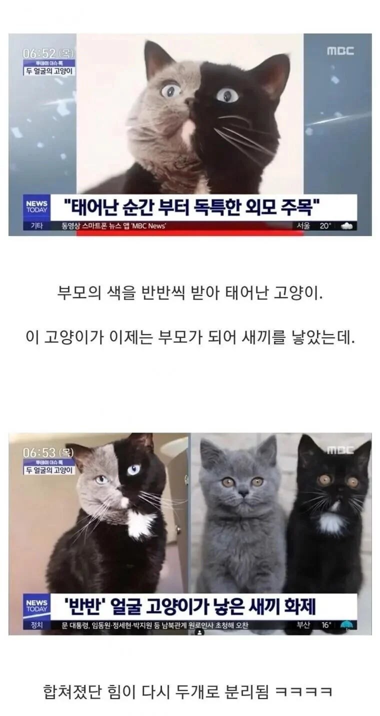 아수라 냥작과 그 자식들_1.jpg