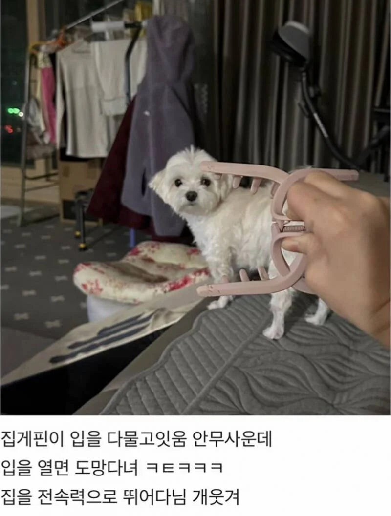 집게핀을 무서워 한다는 댕댕이_1.jpg