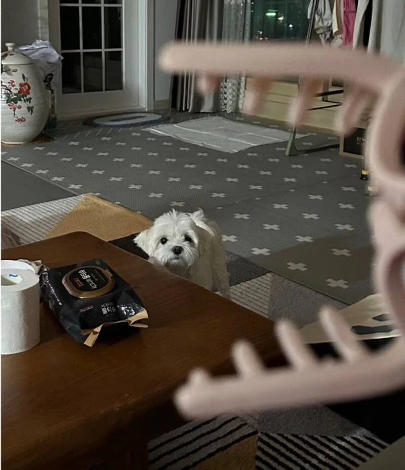 집게핀을 무서워 한다는 댕댕이_2.jpg