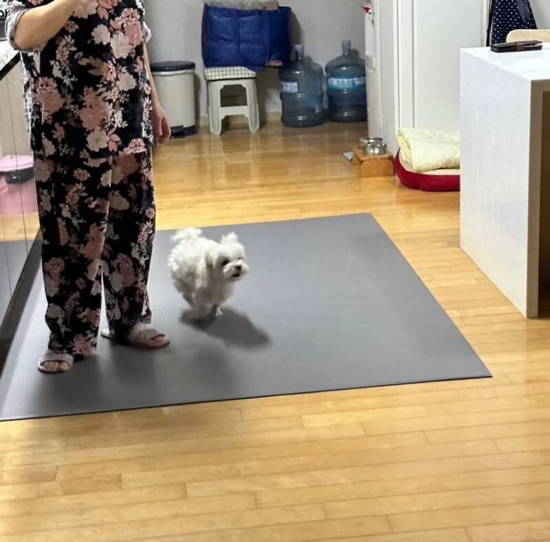 집게핀을 무서워 한다는 댕댕이_3.jpg