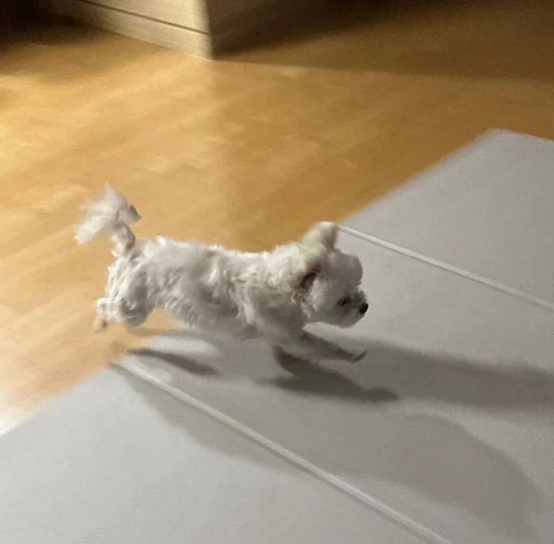 집게핀을 무서워 한다는 댕댕이_4.jpg