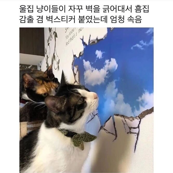 벽지를 뜯는 고앵이를 위한 스티커_1.jpg