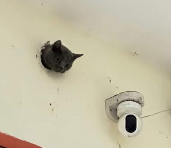 생체 cctv_2.jpg