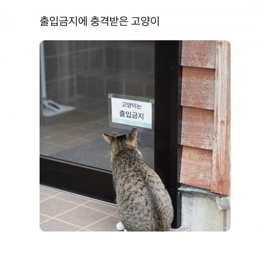 출입금지에 충격받은 고양이_1.jpg