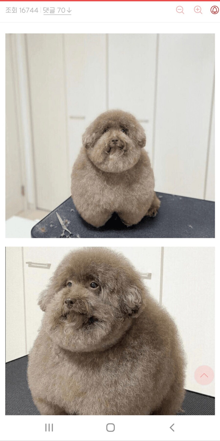 강어지 미용 실패한 디시인_1.jpg