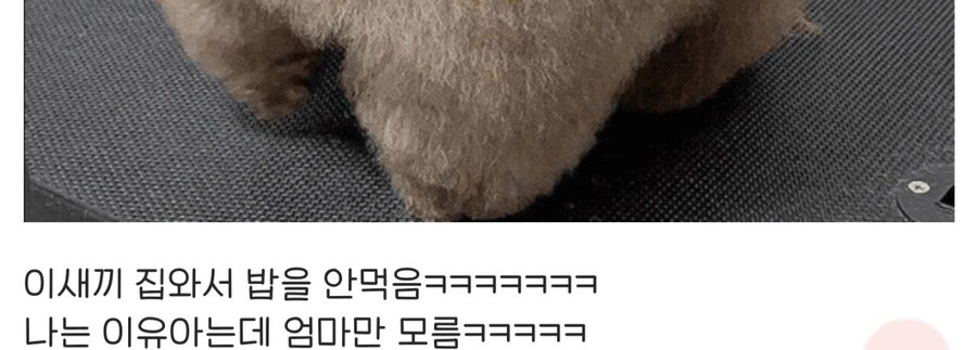 강어지 미용 실패한 디시인_2.jpg