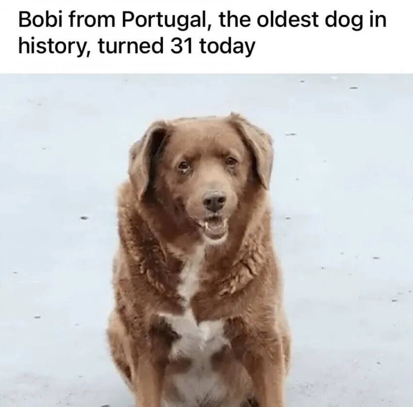 기네스 기록을 받은 31살짜리 개_1.jpg