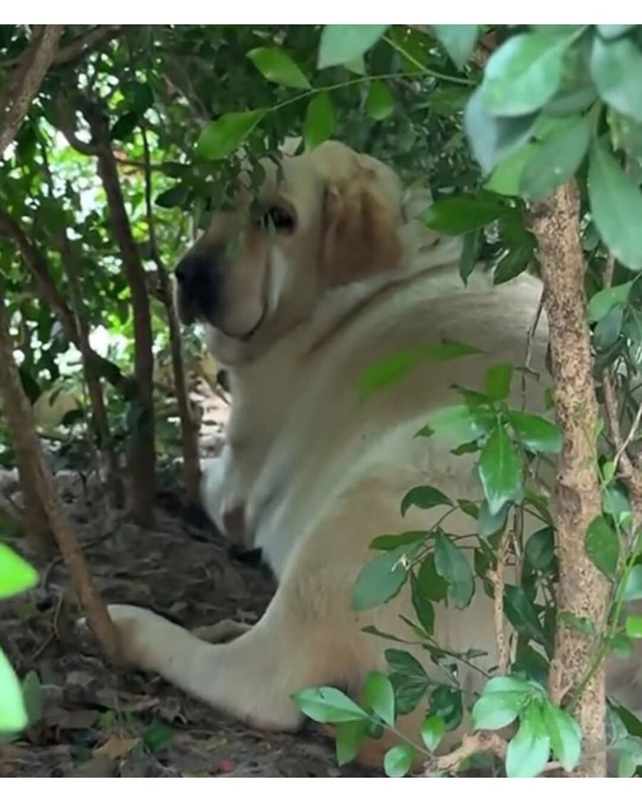 강아지 먹이 주지 마세요.jpg_3.jpg