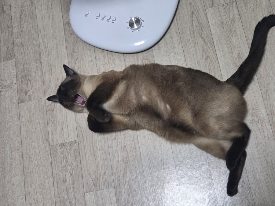 아니 어떻게 우리집 고양이 최애템이...._1.jpg