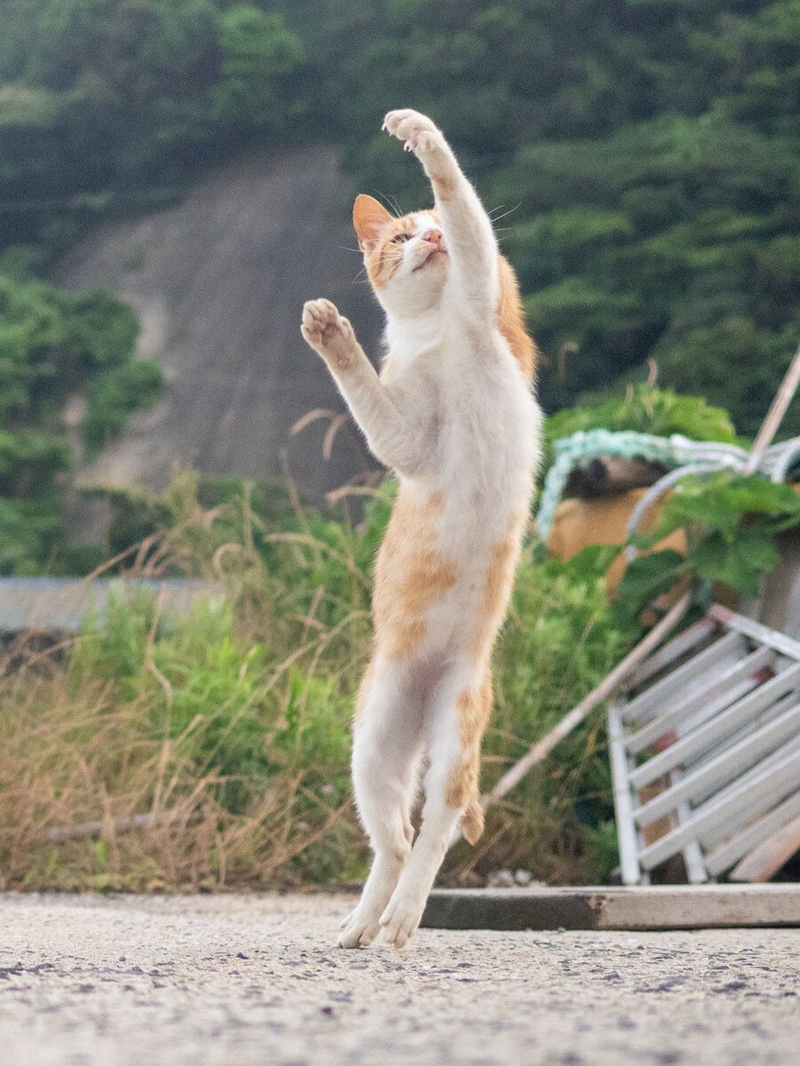 이 떼걸룩의 이름은