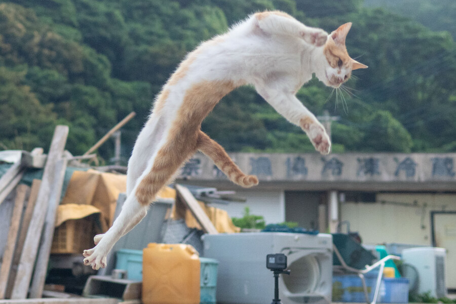 이 떼걸룩의 이름은