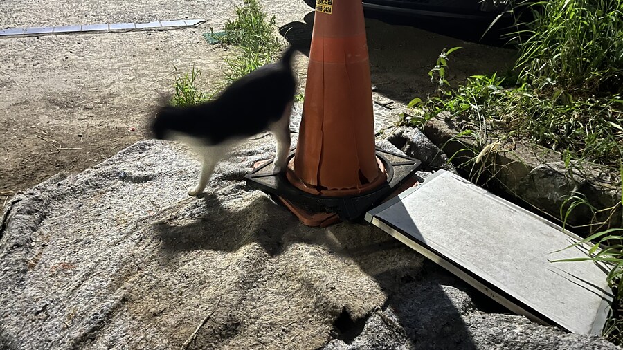 동네 고양이_1.jpg
