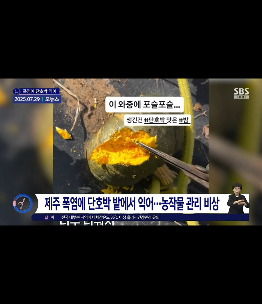 폭염으로 익어버린 단호박_1.jpg