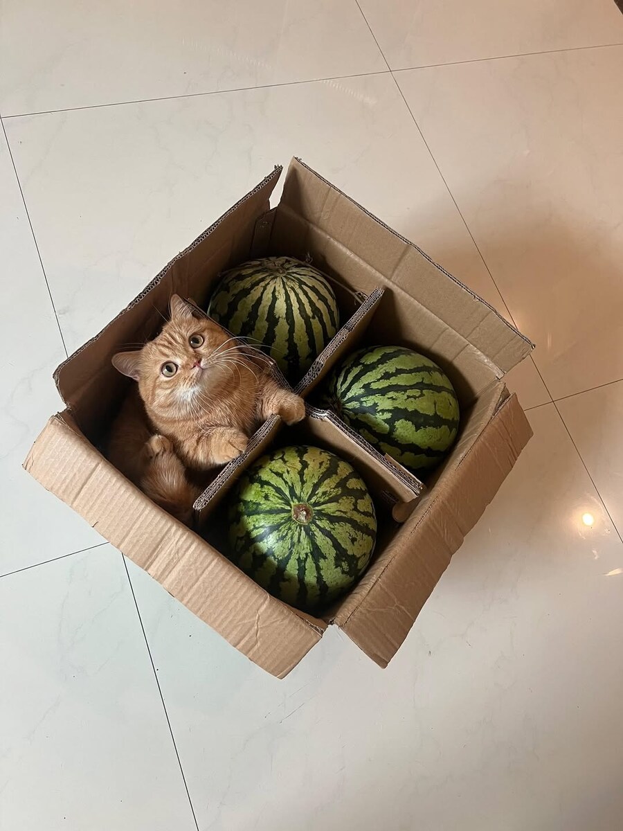 수박이냥..._1.jpg