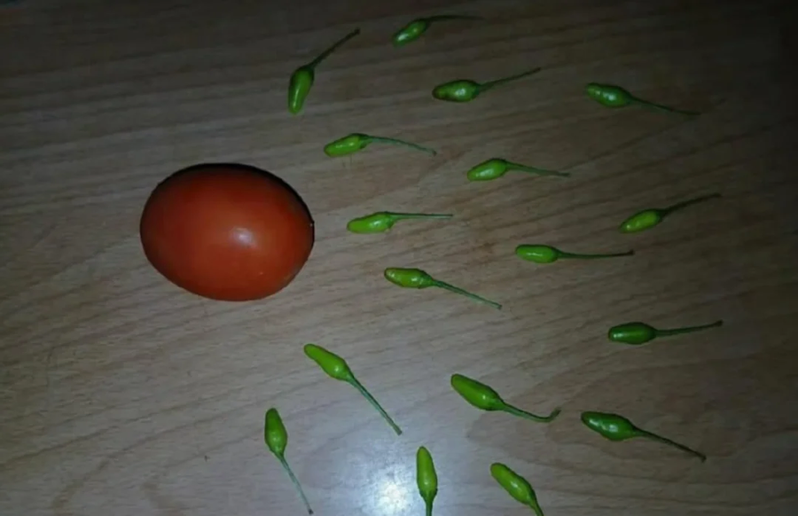 고추와 토마토_1.webp
