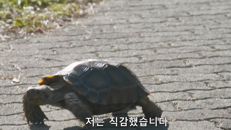 길 가다가 거북이를 만나면 생기는 사건_12.jpg
