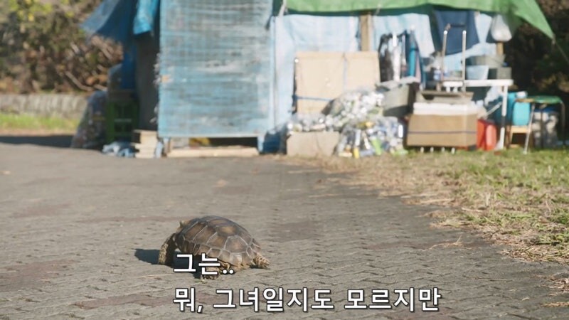 길 가다가 거북이를 만나면 생기는 사건_13.jpg