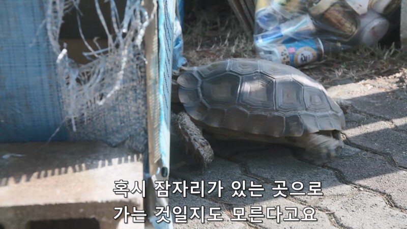 길 가다가 거북이를 만나면 생기는 사건_14.jpg