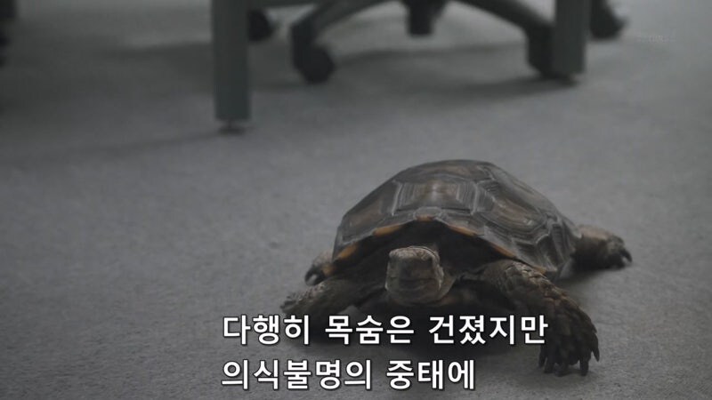 길 가다가 거북이를 만나면 생기는 사건_21.jpg