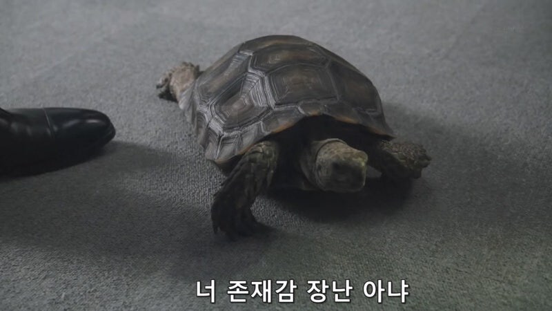 길 가다가 거북이를 만나면 생기는 사건_25.jpg