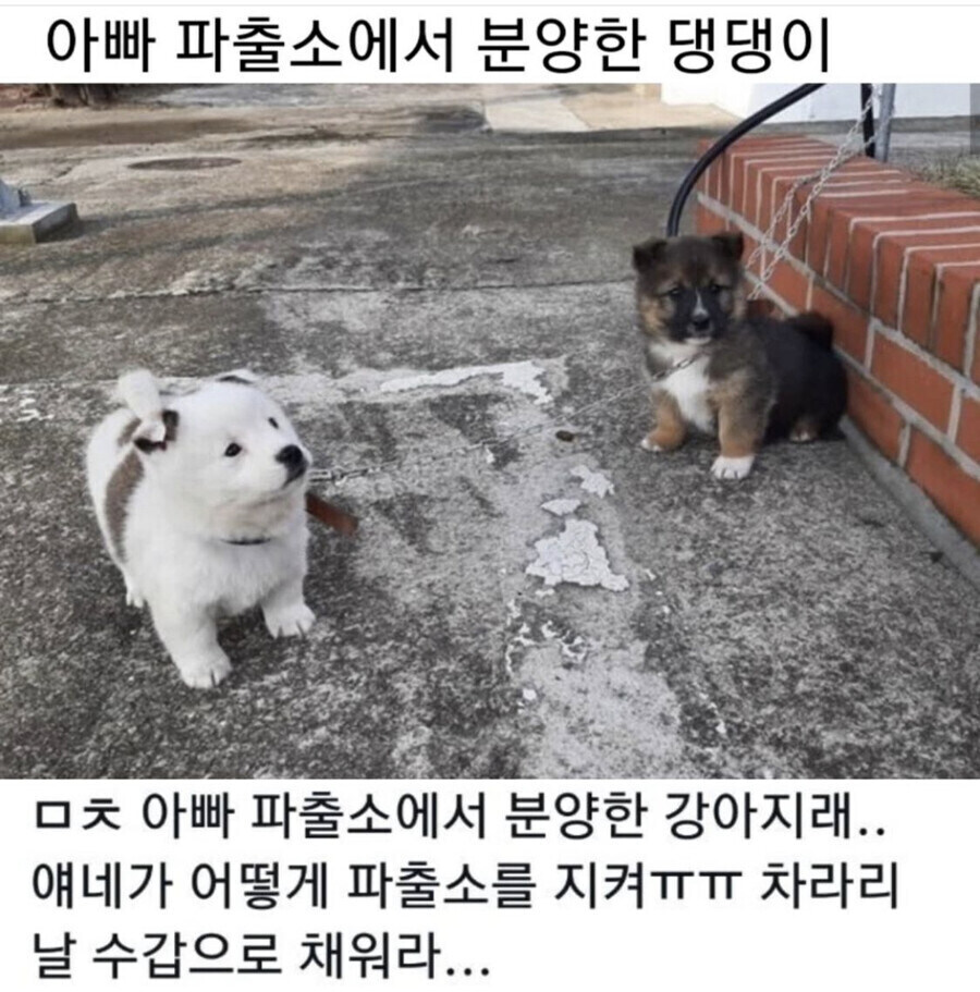 혐) 파출소 파수견.jpg_1.jpg