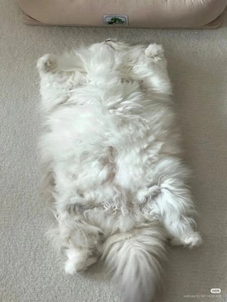 하얀 고양이 방석️_1.jpg