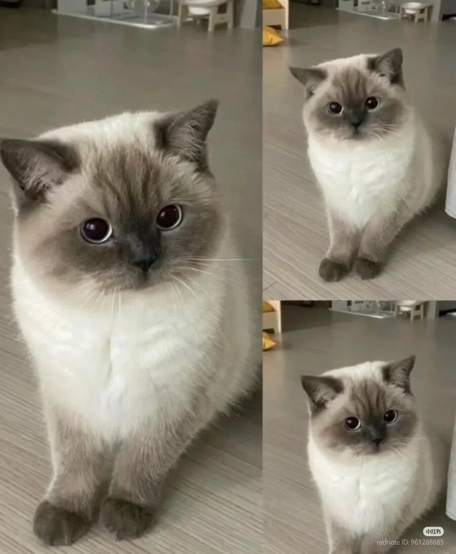 새치름하게 쳐다보는 고양이 _1.jpg