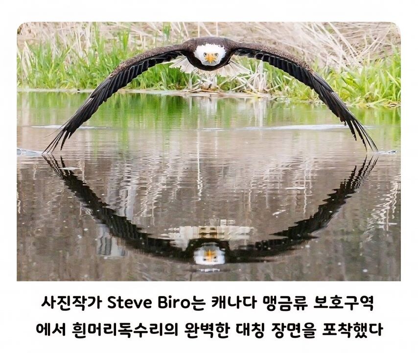 독수리의 완벽한 대칭 사진_1.jpg