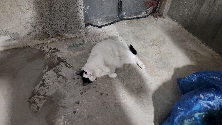 야옹~_2.jpg