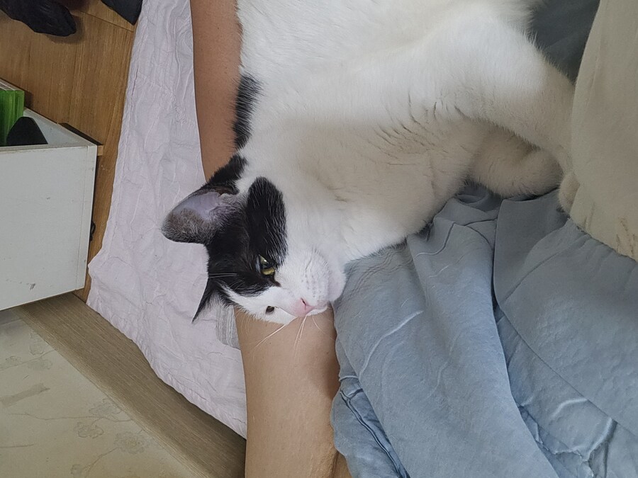야옹~_10.jpg
